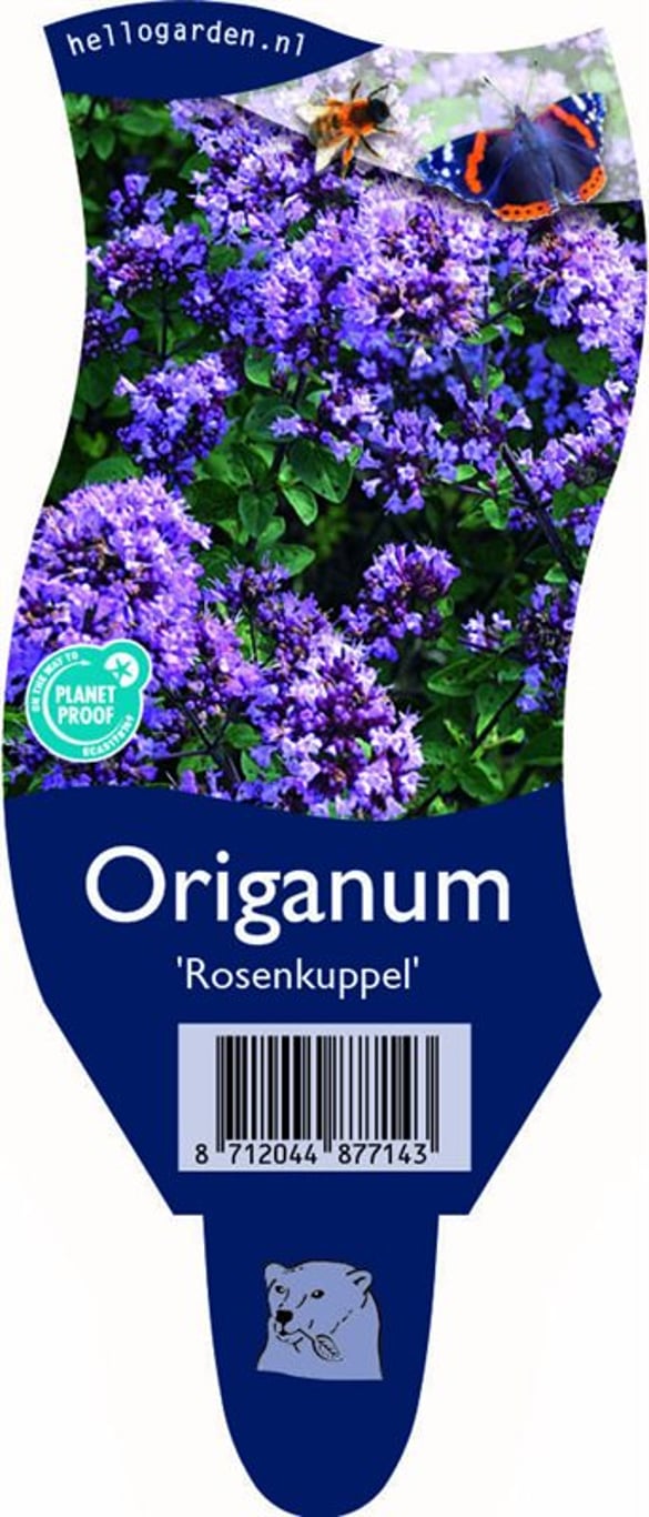 Origanum 'Rosenkuppel' - P11